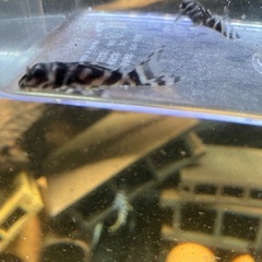 商談中です！！　熱帯魚　キンペコ　3匹セットです！の画像