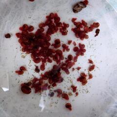 めだか 金魚 の食べ残し処理に レッドラムズホーン 10匹 500円 メダカ きんぎょ 水槽 水草 ビオトープの画像