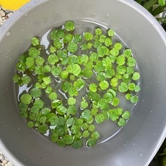 【水草】アマゾンフロッグビットの画像