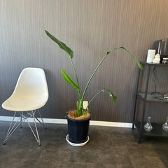 【取引不可】観葉植物お譲りします（ストレリチア・レギネ』の画像