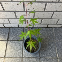 ④ 紅葉　モミジの画像
