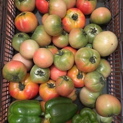 昨日、今日の朝一収穫した傷物🍅と🫑