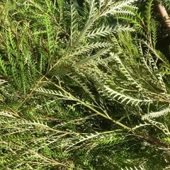 ドライフラワー　花材　植物の画像