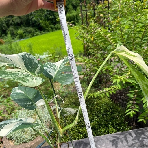 斑入りモンステラ　観葉植物