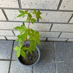 ⑤ 紅葉　モミジの画像