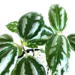 観葉植物　ピレアの画像
