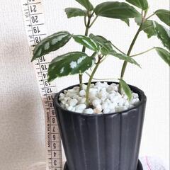 観葉植物　ピレアの画像