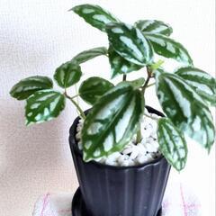 観葉植物　ピレアの画像