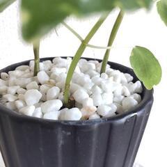 観葉植物　ピレアの画像