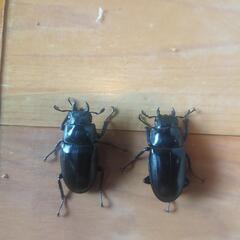 ギラファノコギリ　ロンボク島　ペア＋1♀の画像