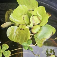 布袋草の画像