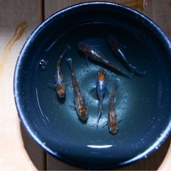 めだか　銀鱗　4匹　②メダカの画像