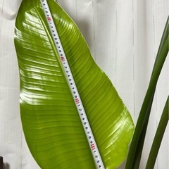 観葉植物 オーガスタ 大型150センチ 高級のある陶器鉢の画像