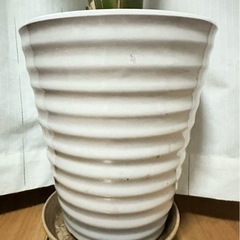観葉植物 オーガスタ 大型150センチ 高級のある陶器鉢の画像