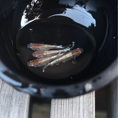 めだか　銀鱗　4匹　②メダカの画像