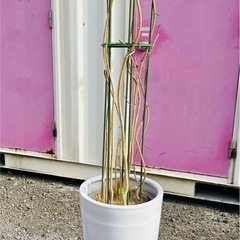 植木鉢 陶器 現状の画像