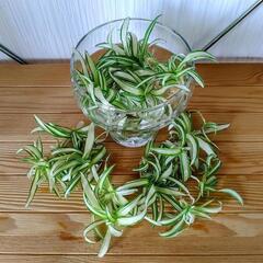 お話中🌿オリヅルラン🌿観葉植物🌿の画像