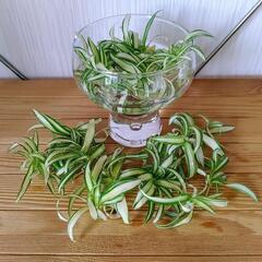お話中🌿オリヅルラン🌿観葉植物🌿の画像