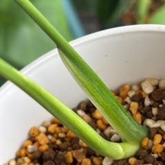斑入りモンステラ　ボルシギアナ　ホワイトタイガー　観葉植物の画像