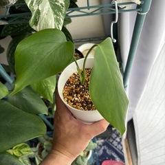斑入りモンステラ　ボルシギアナ　ホワイトタイガー　観葉植物の画像