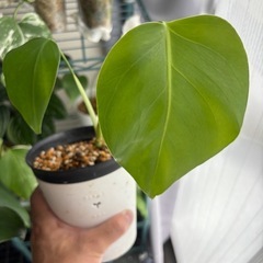 斑入りモンステラ　ボルシギアナ　オーレア　観葉植物の画像