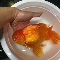 ジャンボ獅子頭の画像