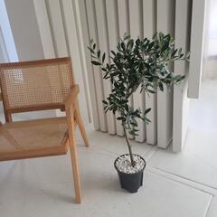 オリーブ　アルベキーナ　の画像