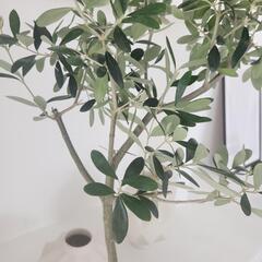 オリーブ　アルベキーナ　の画像