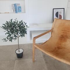 オリーブ　アルベキーナ　の画像