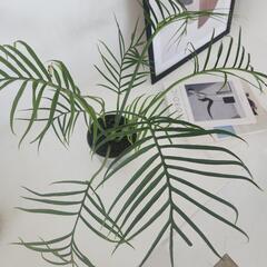 フィロデンドロントータムの画像