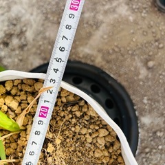 植木鉢 プラスチック 現状①の画像