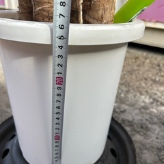 植木鉢 プラスチック 現状②の画像