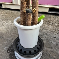 植木鉢 プラスチック 現状②の画像