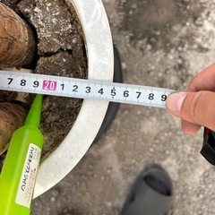 植木鉢 プラスチック 現状②の画像
