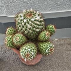 多肉植物　サボテンの子供数個の画像