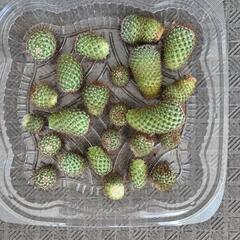 多肉植物　サボテンの子供数個の画像