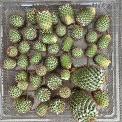 多肉植物　サボテンの子供数個の画像