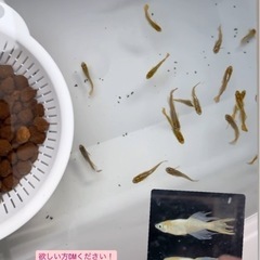 ７月19.20.21の画像