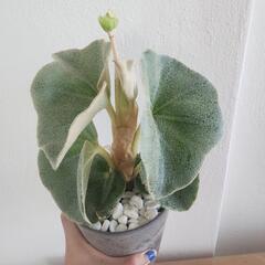 ベコニア　ヴェノーサの画像
