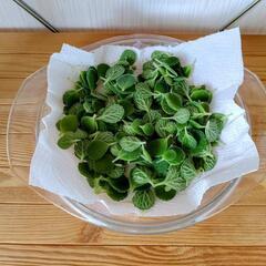 🌿お取置🌿観葉植物🌿アロマティカス・aromaticus🌿葉っぱ🌿の画像