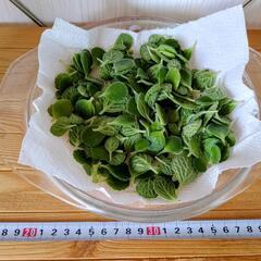 🌿お取置🌿観葉植物🌿アロマティカス・aromaticus🌿葉っぱ🌿の画像