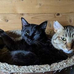 ニャンとも清潔トイレ 猫 システムトイレ 大型の画像