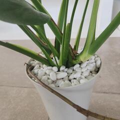 モンステラ　根あがりの画像