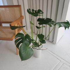 モンステラ　根あがりの画像