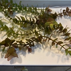 【観察が楽しい水草🌿】ウォーターバコパ5本＋ミナミヌマエビ3匹おまけ付き！夏休みの観察に♪の画像
