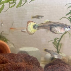 グッピー  観賞魚  メス 5匹の画像