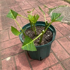 アジサイ挿し穂（B）上げます③の画像