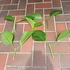 アジサイ挿し穂（B）上げます③の画像