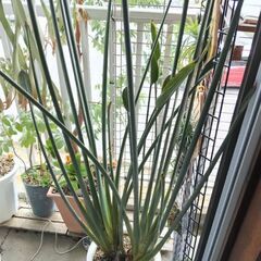 素人が育てた【鉢物植木】お引き取り限定‼️の画像