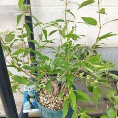 素人が育てた【鉢物植木】お引き取り限定‼️